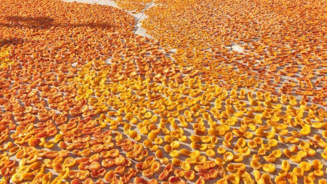 Kuru kayısıda yeni sezon hedefi 100 bin ton ihracat