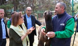 Türkiye'de doğan ilk bebek zürafa ziyaretçilerle buluştu