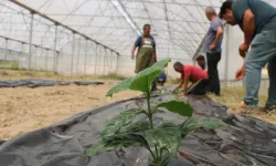 Adana’da kahve üretimi için ilk fidan toprakla buluştu