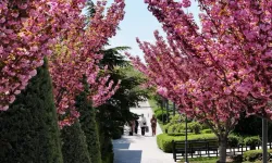 Bu manzara için Japonya'ya gitmenize gerek yok! Konya'da Sakura mevsimi başladı