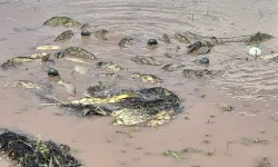 Elazığ’da kaçak avcılığa darbe! Tonlarca balık doğaya geri kazandırıldı