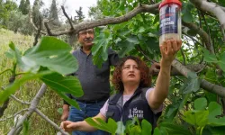 İncirde kalite kaybına karşı İzmir'de doğal mücadele