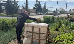 Kocaeli'de sivrisinek ve karasinekle yoğun mücadele