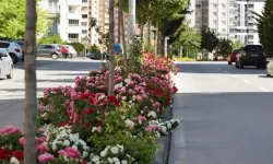 Kayseri Talas'ta çiçek yılında sahne güllerin