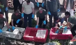 Bursa'da tedavileri tamamlanan yaban hayvanlar doğaya salındı
