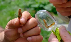 Kuzuyayla’nın zengin biyoçeşitliliği incelendi