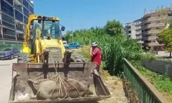 Mudanya Güzelyalı'da derede ölü yabani hayvan bulundu