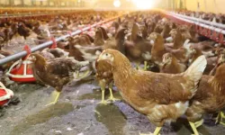 Tavuk yumurtasında rekor artış