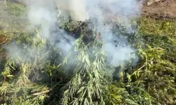 18 ilde uyuşturucuya 80 gözaltı... 1 milyonun üzerinde kenevir ve skunk bitkisine imha