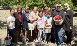DAĞDER'den Bursalı kiraz üreticilerine destek