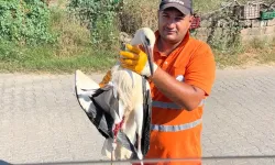 Muğla Milas'ta yaralı leyleğin imdadına yetişti