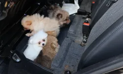 Kapıkule’de araçta gizlenen 5 yavru köpek ele geçirildi