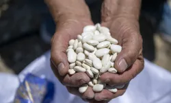 Mersin Büyükşehir’den Leklek fasulyesine destek