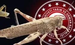 Bakanlıktan 'çekirge istilası' açıklaması... Ekonomik zarar oluşturan popülasyon yok