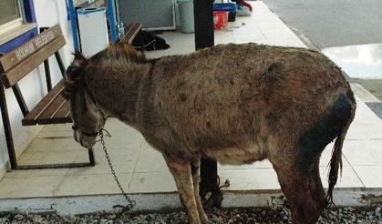 Köpeklerin Saldırdığı Eşeği Hayvan Sever Kadınlar Kurtardı