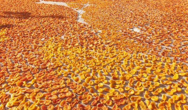 Kuru kayısıda yeni sezon hedefi 100 bin ton ihracat
