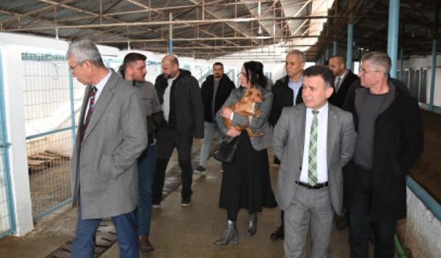 Manisa’da Sokak Hayvanları Komisyonu toplandı