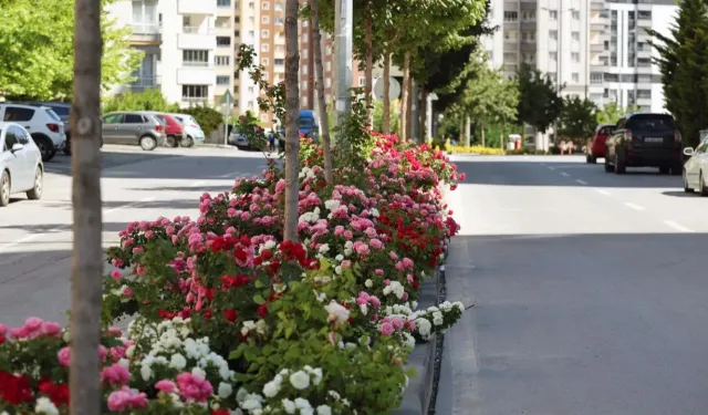 Kayseri Talas'ta çiçek yılında sahne güllerin