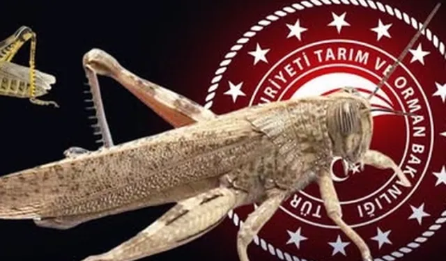 Bakanlıktan 'çekirge istilası' açıklaması... Ekonomik zarar oluşturan popülasyon yok