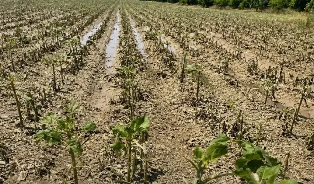 Yılın ilk yarısında 900 bin dekara yakın tarım arazisi doğal afetlerden zarar gördü