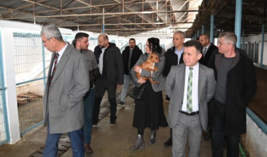 Manisa’da Sokak Hayvanları Komisyonu toplandı