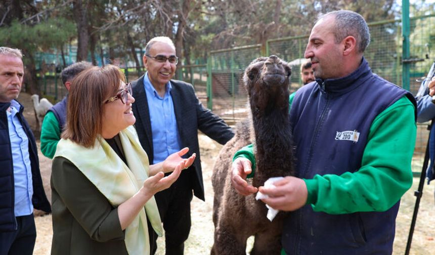 Türkiye'de doğan ilk bebek zürafa ziyaretçilerle buluştu