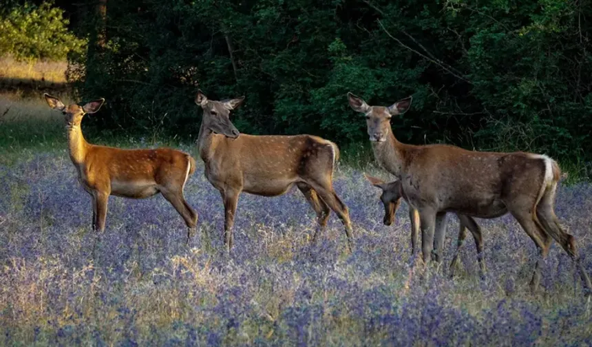Bursa'da genç çevrecilerden kızıl geyik av ihalesine tepki!