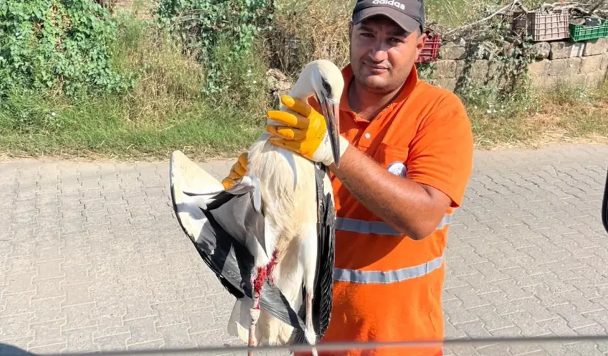Muğla Milas'ta yaralı leyleğin imdadına yetişti