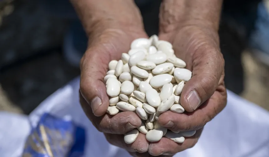 Mersin Büyükşehir’den Leklek fasulyesine destek