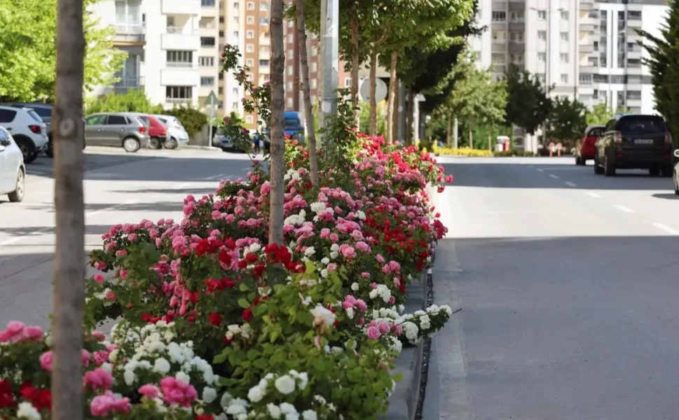 Kayseri Talas'ta çiçek yılında sahne güllerin
