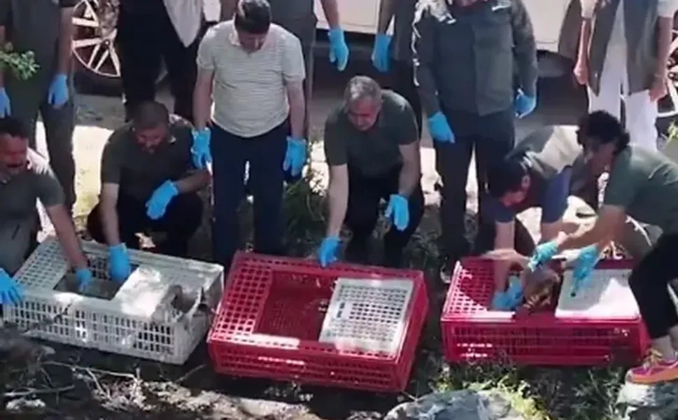 Bursa'da tedavileri tamamlanan yaban hayvanlar doğaya salındı