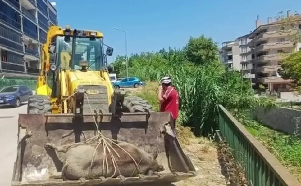 Mudanya Güzelyalı'da derede ölü yabani hayvan bulundu