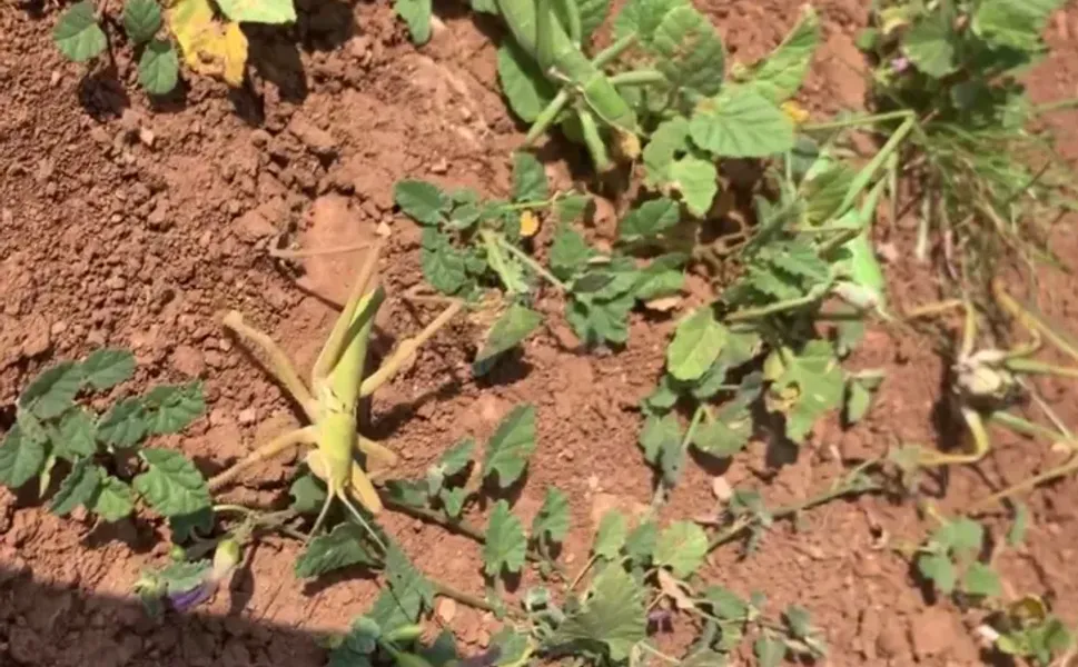 Nemrut Dağı’nda yasa dışı çekirge avına 3 milyon lira ceza!