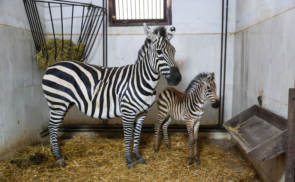 Bursa Hayvanat Bahçesi’nde zebra ailesi büyüyor