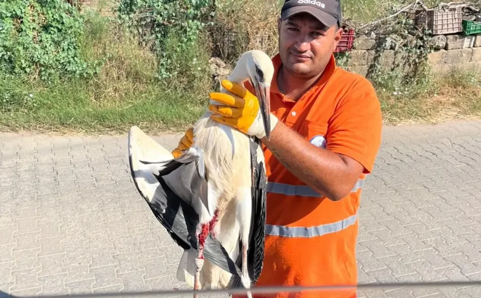 Muğla Milas'ta yaralı leyleğin imdadına yetişti