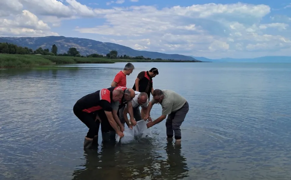 İznik Gölü'ne 2 bin 500 yayın balığı yavrusu bırakıldı