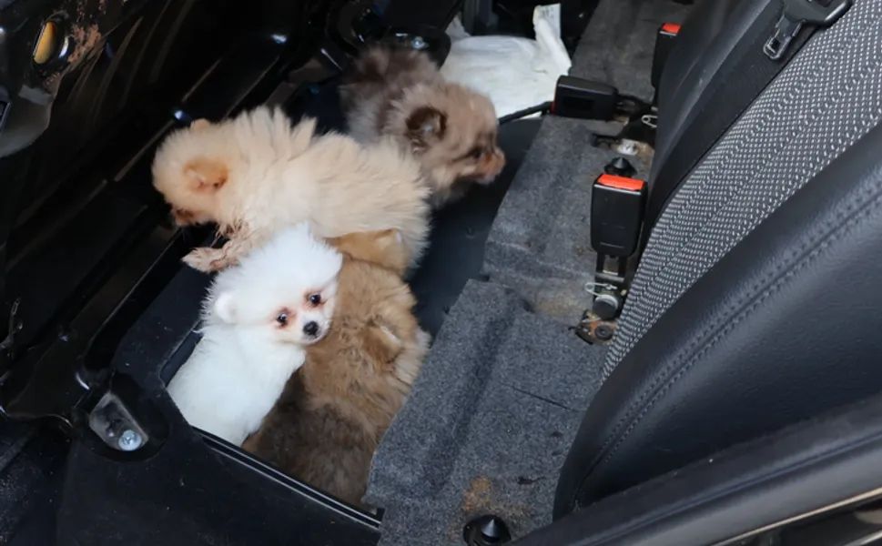 Kapıkule’de araçta gizlenen 5 yavru köpek ele geçirildi