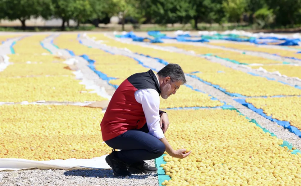 Malatya kayısısında bereket