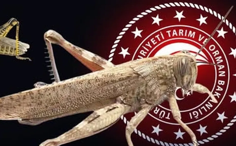 Bakanlıktan 'çekirge istilası' açıklaması... Ekonomik zarar oluşturan popülasyon yok